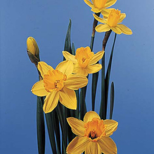 311_Narcissus_Daffodil